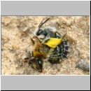 Andrena barbilabris - Sandbiene 18a 10mm Paarung Sandgrube Niedringhaussee.jpg